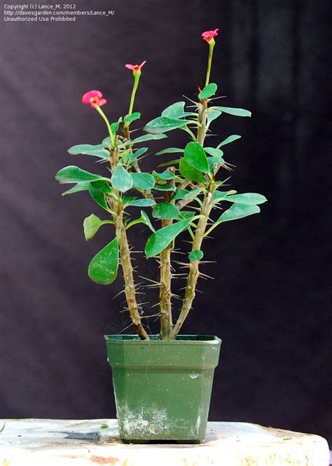Plant Identification Mystery Indoor Bonsai 52 Crown Of Thorns 3