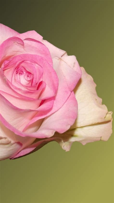 Find rose wallpapers hd for desktop computer. Light Pink Rose Wallpaper 4K Background | HD Wallpaper ...