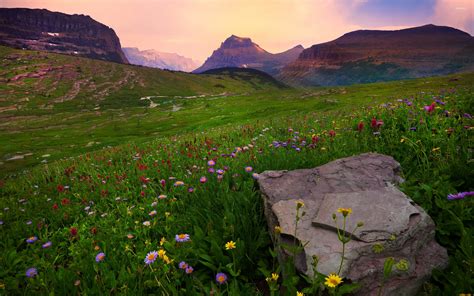 Field Of Flowers By The Mountains Wallpaper Nature Wallpapers 36286