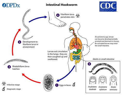 Hookworm Characteristics Life Cycle Pathogenesis And Diagnosis • Microbe Online