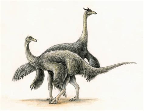 Anserimimus The Goose Mimic Dino Of The Late Cretaceous