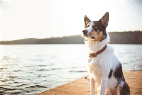 Close Up Photo Of A Dog Sitting On The Dock · Free Stock Photo