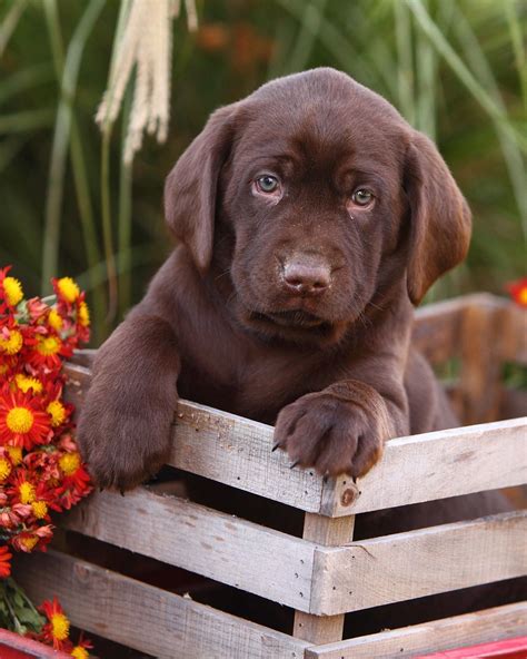 In current litter, news, pups for sale. Pin by Amy Ransom on puppy photo | Chocolate lab puppies ...