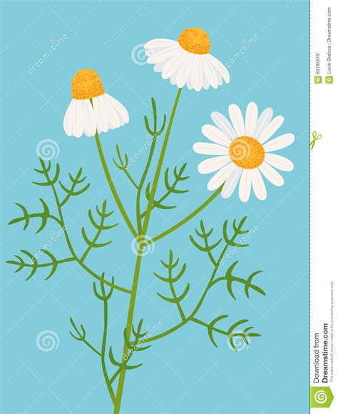 Camomile Stock Vector Illustration Of Botanical Summer 85185519
