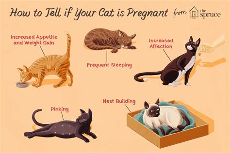 Physical Signs A Cat Is Pregnant Mistie Carrington