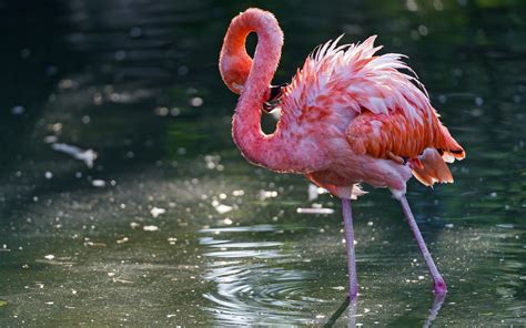 Flamingo Desktop Wallpaper Hd Gudang Gambar