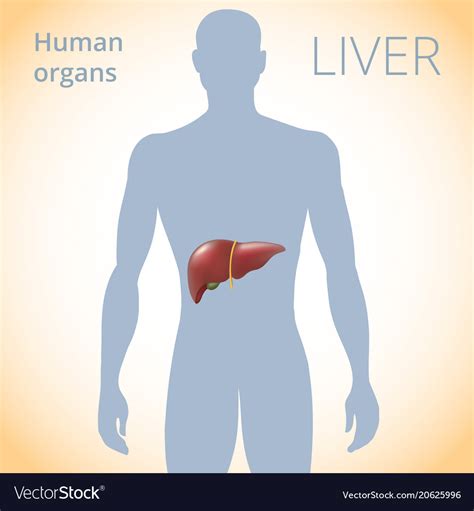 Location Of The Liver In The Body The Human Vector Image