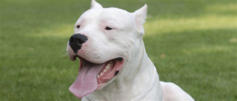Dogo Argentino Razas De Perros Bekia Mascotas