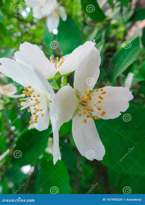 Beautiful White Jasmine Flowers In The Park Stock Image Image Of