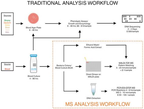 An Overview Schematic Of The Traditional Bacterial Identification