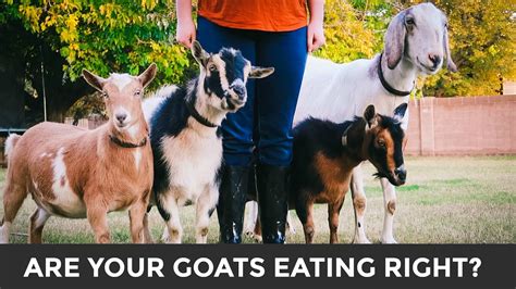 A Simple Guide To Feeding And Caring For Goats Meet Our Goats Youtube