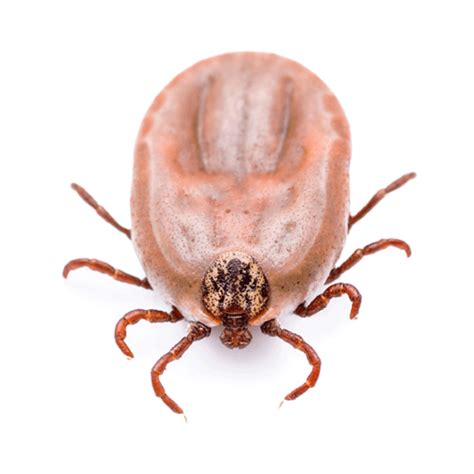 There is no evidence in the scientific evaluation conducted for registration or the regularly reviewed pharmacovigilance data to suggest a recall of seresto® is warranted, nor has one been requested, or even suggested by any regulatory agen. Ticks — Middlesex-London Health Unit