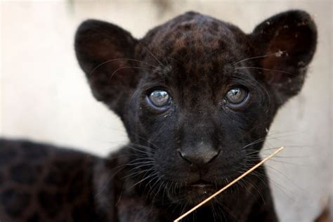 Baby Black Panther A Newborn Black Otorongo Panthera