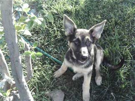 If they're bored and want to play, all they need to get the party started is to tag their sibling's tail and a rousing game of chase this video shows how to use clicker training to stimulate a puppy in situations where they normally would bite; How to stop my puppy from biting me