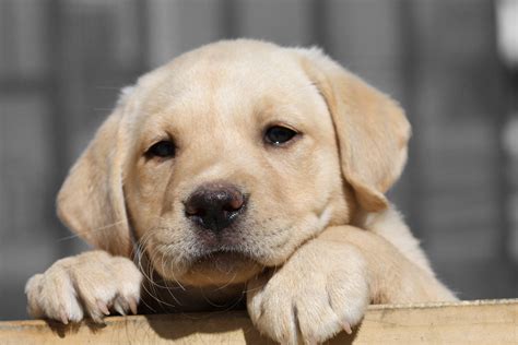 45 Yellow Lab Puppy Wallpaper Wallpapersafari