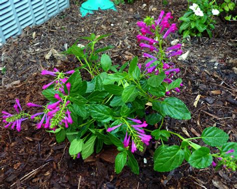 We did not find results for: My Florida Backyard: Pretty in Pink