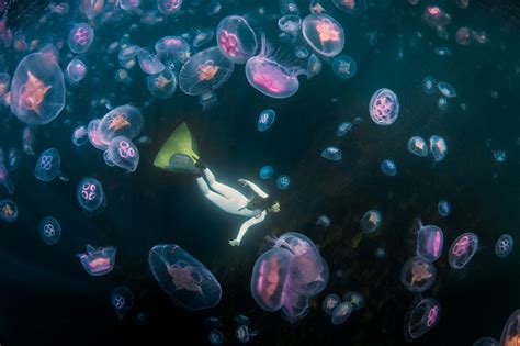 Mermaid Swim With Moon Jellyfish In Ireland George Karbus Photography