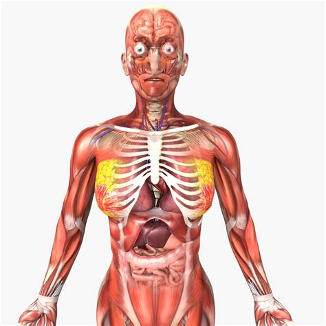 Anatomy Pictures Of Human Body Anatomy Human Female D Model Models