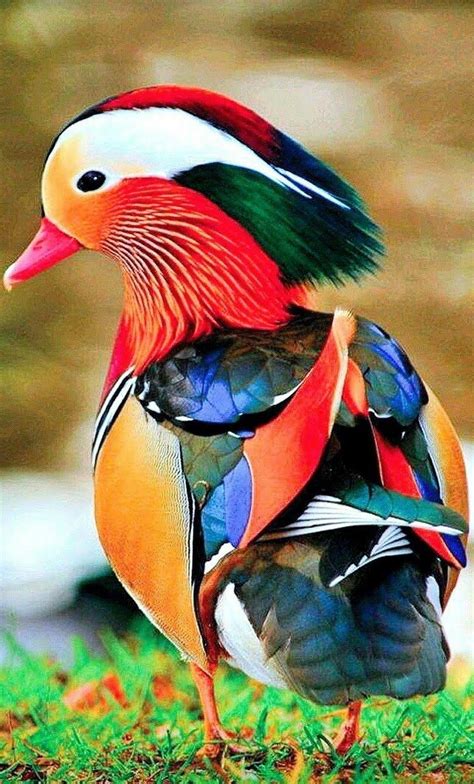 Colorful Animals Colorful Birds Nature Animals Animals And Pets