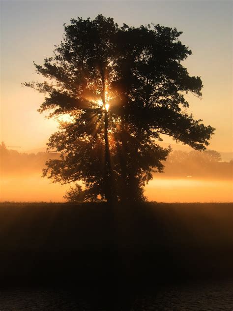 Grüner Baum über Dem Sonnenuntergang · Kostenloses Stock Foto