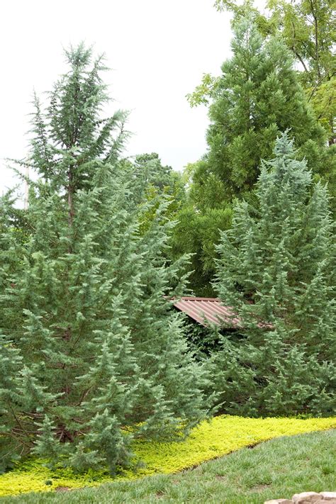 These 5 Fast Growing Evergreen Trees Quickly Transform Your Landscape