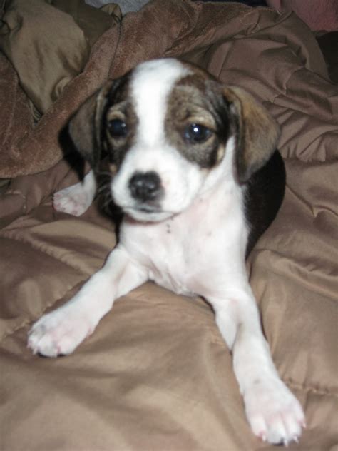 Lancaster puppies makes it easy to find healthy puppies from reputable dog breeders across pennsylvania, ohio, and more. Cheagle Puppies For Sale - Dog Training Home | Dog Types