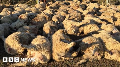 Uks Worst Sheep Attack Time Of Death Identified Bbc News