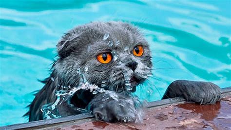 Cats In Water Viral On The Web Now