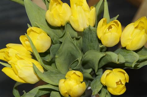 Tulip Karangan Bunga Burung Foto Gratis Di Pixabay Pixabay