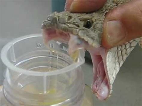 Western Diamondback Rattlesnake Venom Extraction YouTube