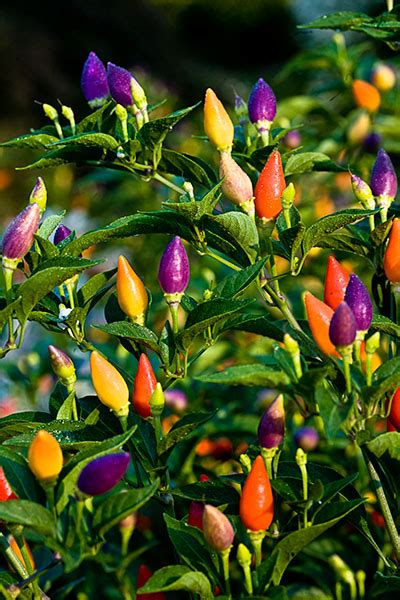 Ornamental Peppers At Brookside Gardens Beautiful Flower Pictures Blog
