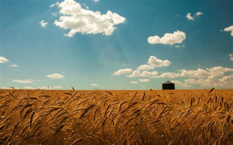 Summer Wheat Field Gold Spikes Sky Clouds Landscapes Grass Hd Free