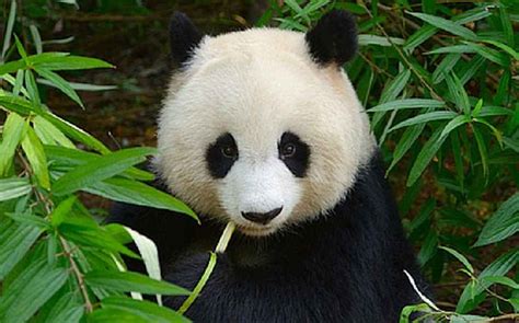 15 Fun Panda Facts For Kids To Discover And Learn