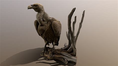 Vulture 3d Model By 4drealism Dbaa01d Sketchfab