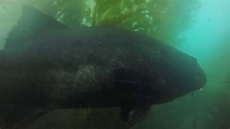 Sneaking Up On 2 Giant Sea Bass Youtube