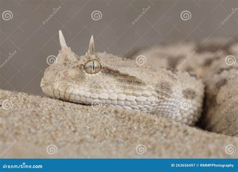 A Portrait Of A Saharan Horned Viper In The Sand Stock Image Image Of