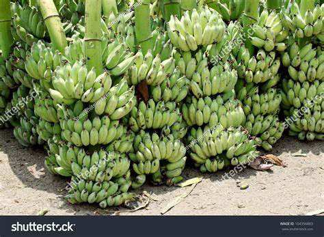 Green Banana Bunches Stock Photo 104356883 Shutterstock