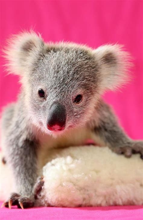 Only a few inches long. Cute koala joey Louise drops from her tree into a chicken ...