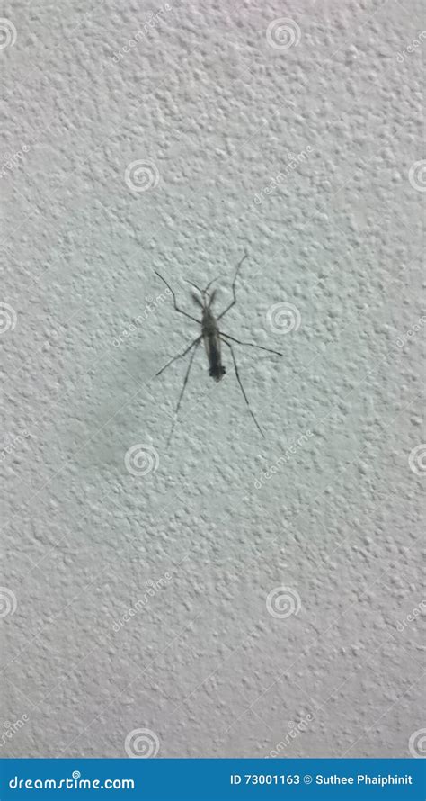 Mosquito On The Wall Stock Image Image Of Wall Dengue 73001163