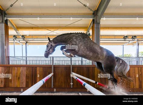 Dutch Warmblood Gray Stallion Loose Jumping Over Hurdle In A Riding
