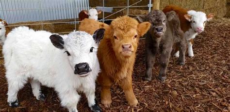 Fluffy Baby Highland Cows Are Almost Too Cute