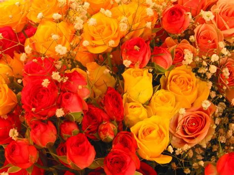 Yellow And Red Roses Free Photo Download Freeimages