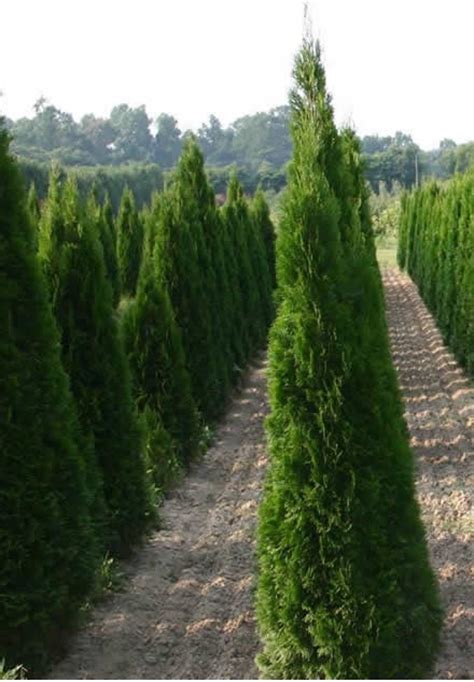 1000 Images About Arborvitae Emerald Green On Pinterest