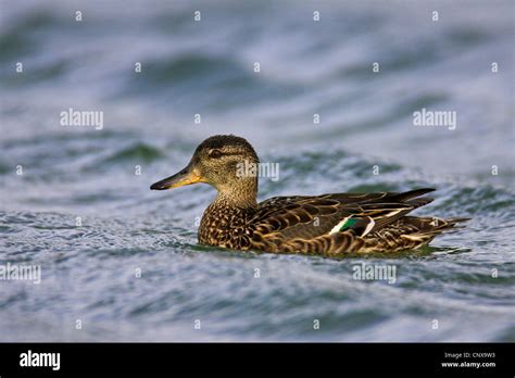 Green Winged Teal Anas Crecca Female Swimming Iceland Myvatn Stock