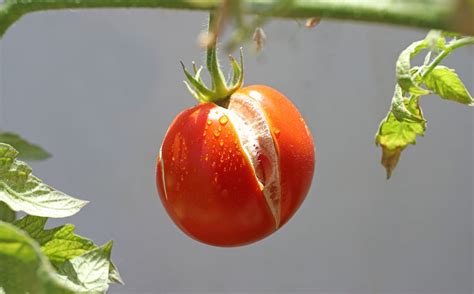 Why Are My Tomatoes Exploding Bursting Splitting And Other Issues