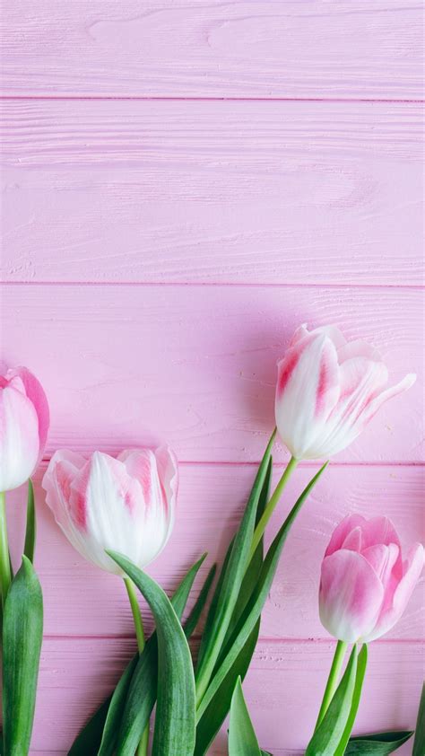 Download 1080x1920 Wallpaper Tulip Flowers Fresh