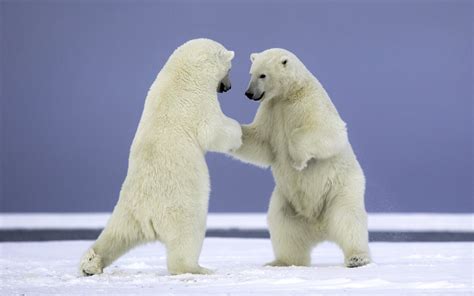 Two Polar Bears Fighting Hd Wallpaper Background Image