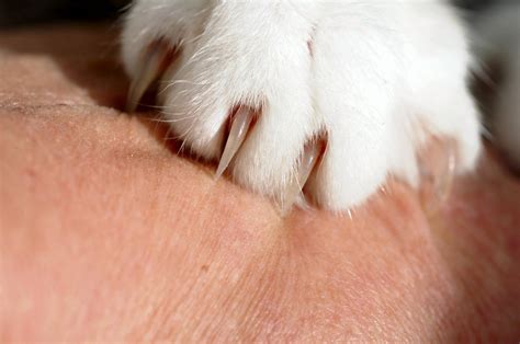 What To Do If Your Cat Scratches You Tips To Stop The Behavior