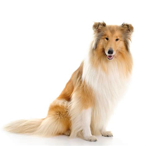 Collie Dog Breed Everything About Collies