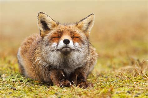 Zen Foxes Photographer Says We Should Learn How To Relax From Animals